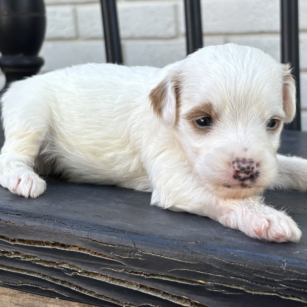 Goldendoodle-Breeder