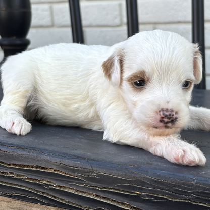 Goldendoodle-Breeder