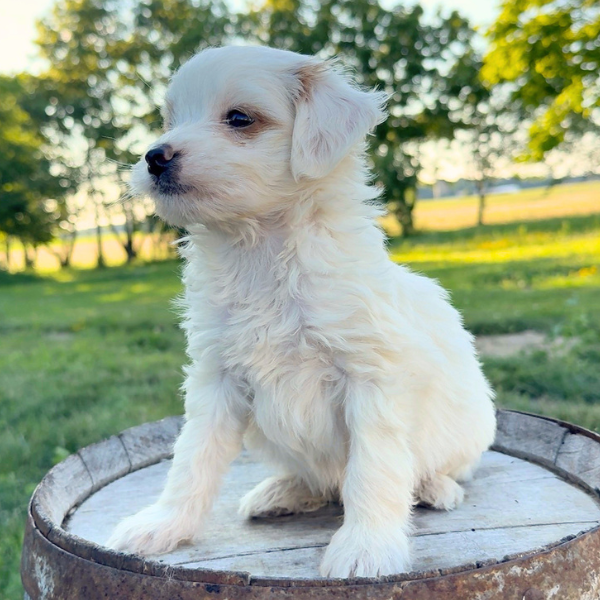 Goldendoodle-Puppy