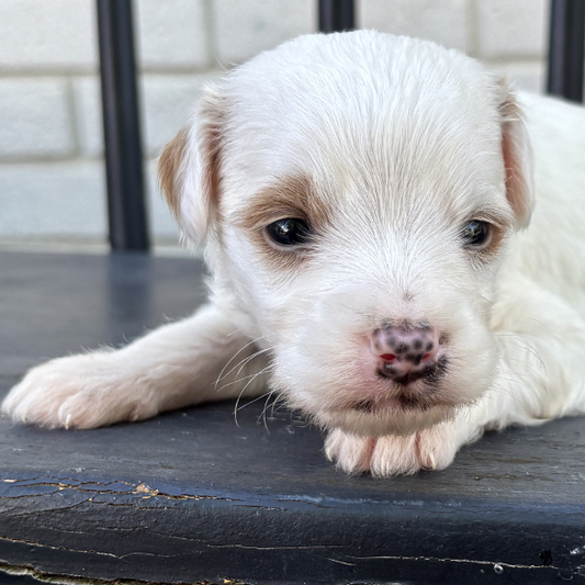 Goldendoodle-Breeder