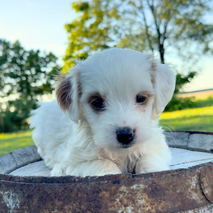 Goldendoodle-Puppy