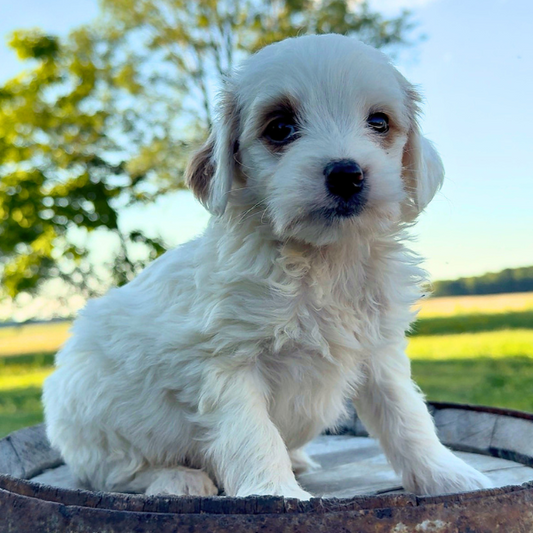 Goldendoodle-Puppy