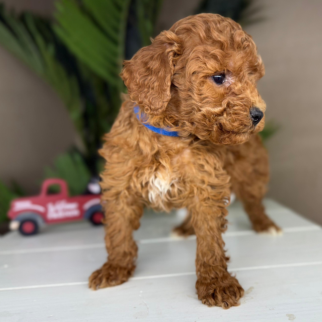 Micro-Goldendoodle-Puppy-For-Sale