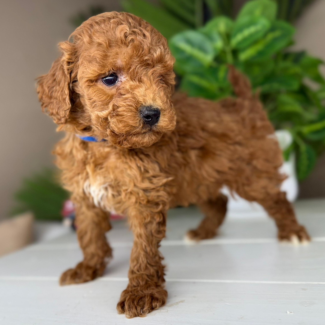 Micro-Goldendoodle-Puppy-For-Sale