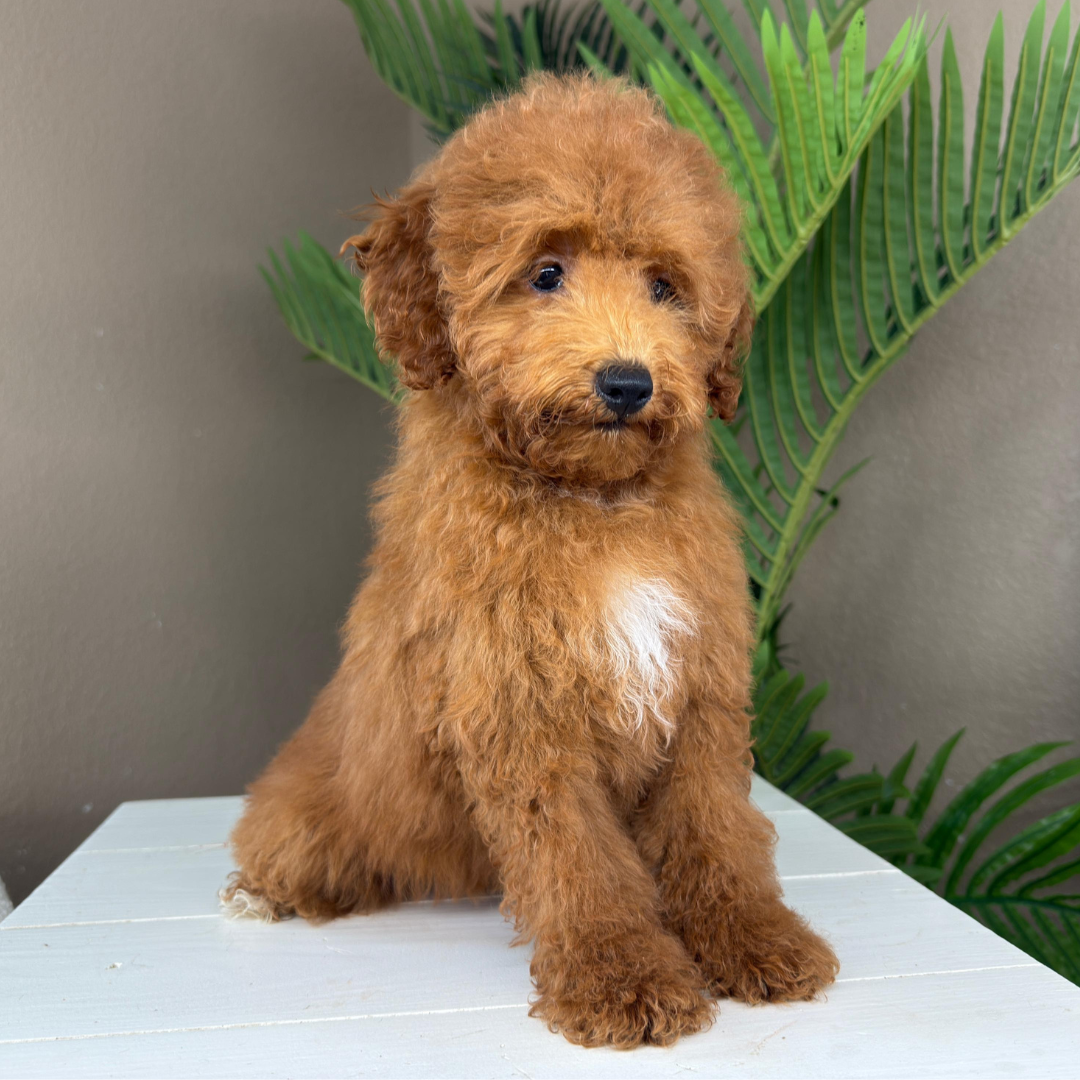 Micro-Goldendoodle-Breeder