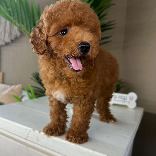 Micro-Goldendoodle-Puppy-For-Sale
