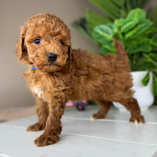 Micro-Goldendoodle-Puppy-For-Sale
