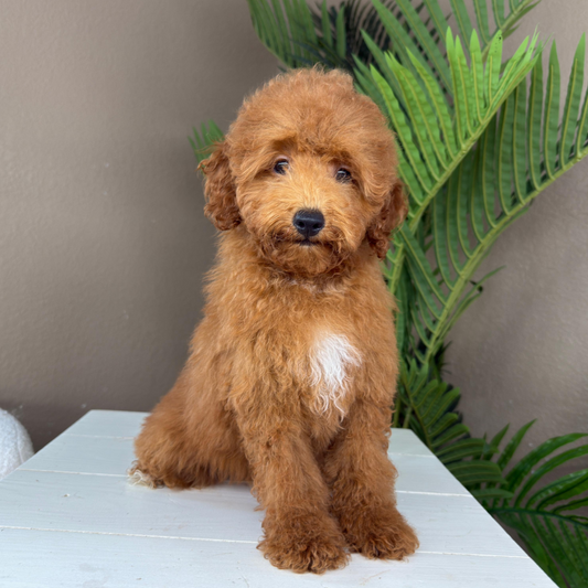 Micro-Goldendoodle-Breeder