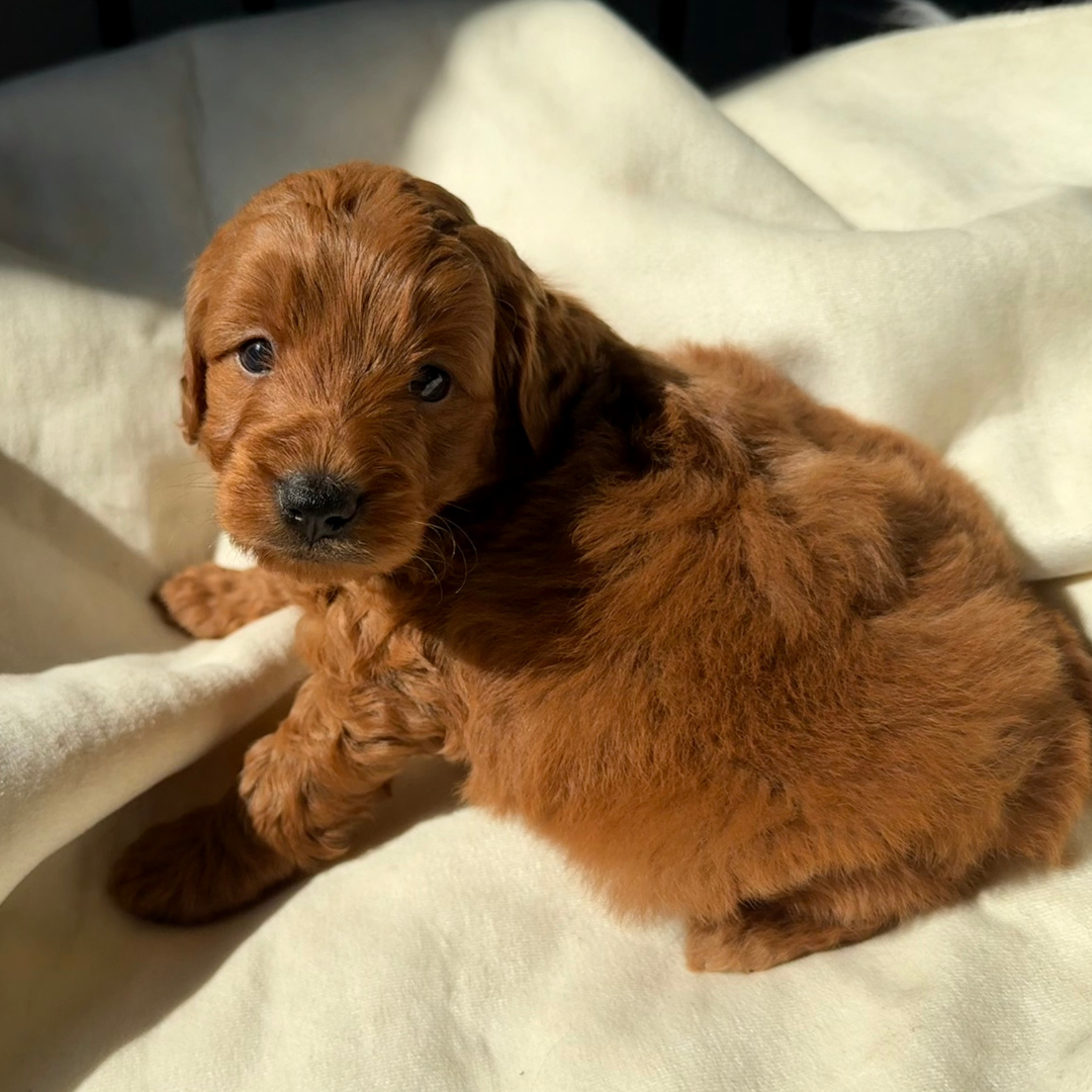 Micro-Goldendoodle-Puppy