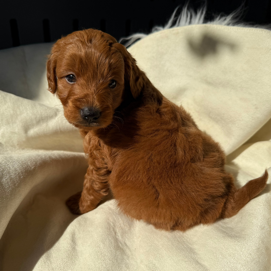 Micro-Goldendoodle-Puppy