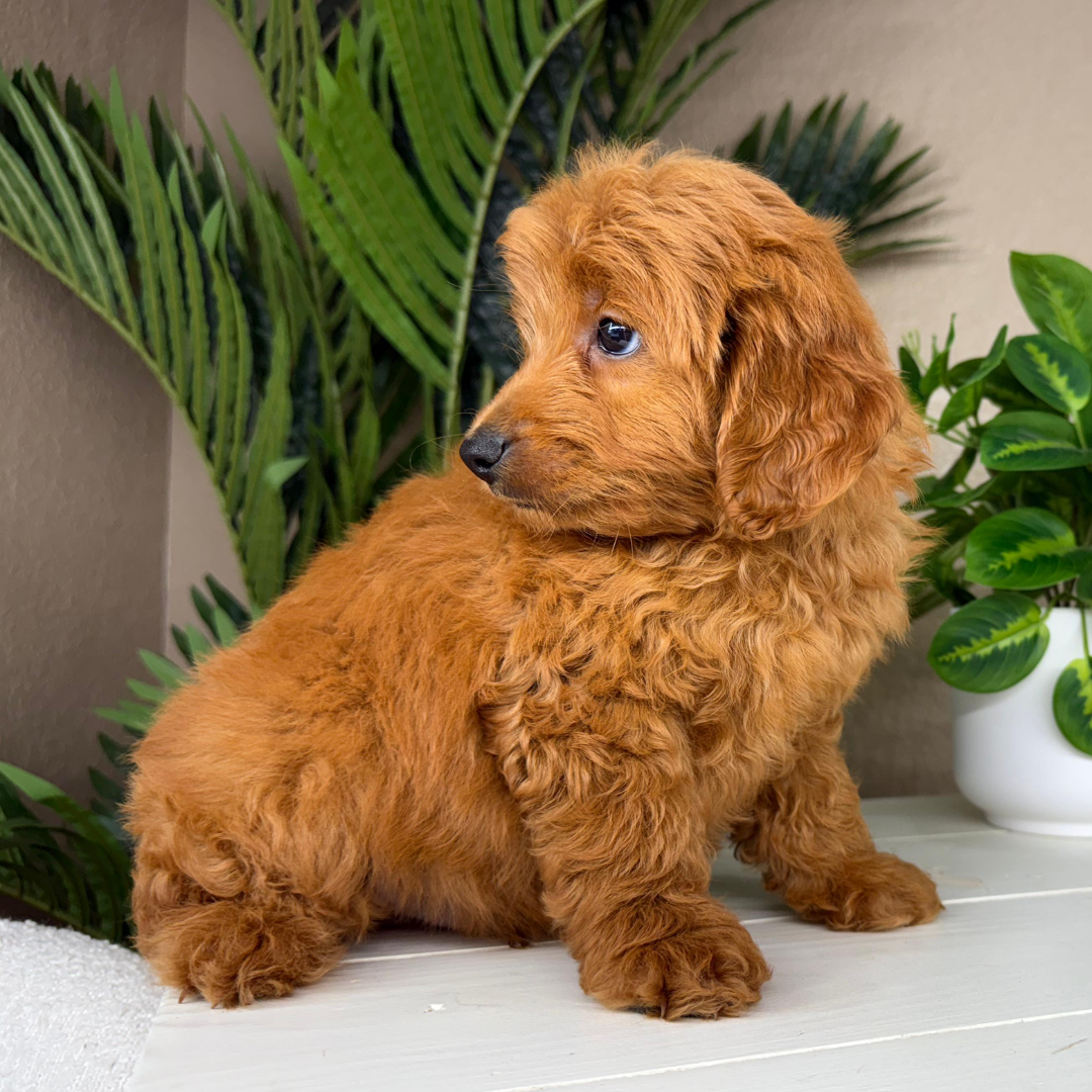 Best-Goldendoodle-Breeder