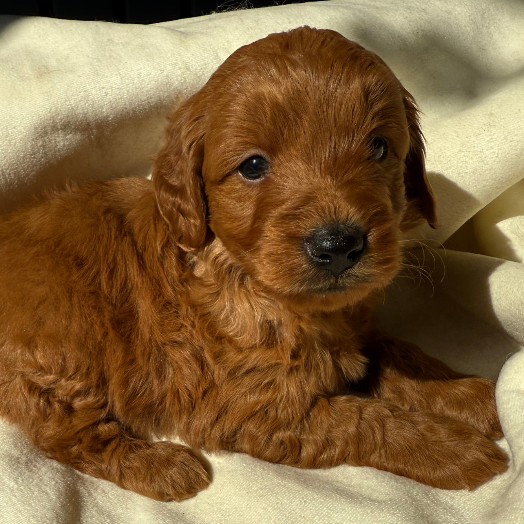 Micro-Goldendoodle-Puppy
