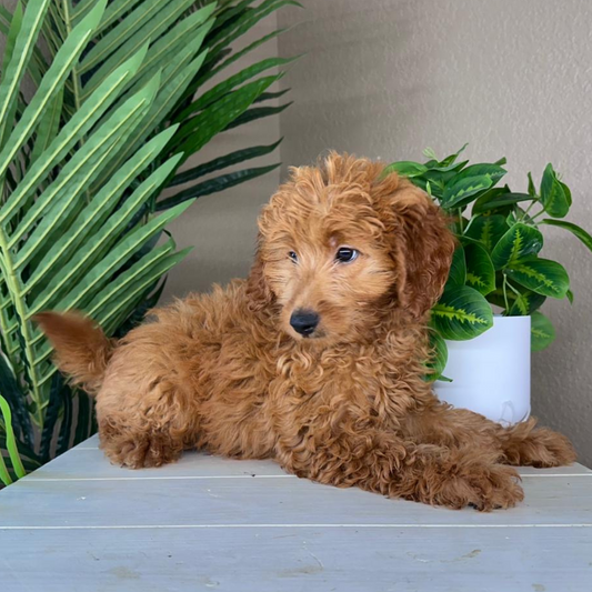 Best-Goldendoodle-Breeder
