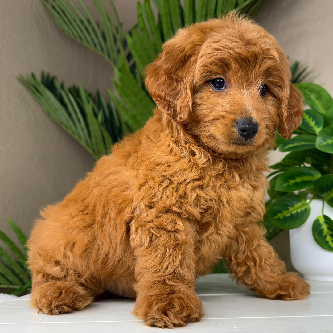 Best-Goldendoodle-Breeder