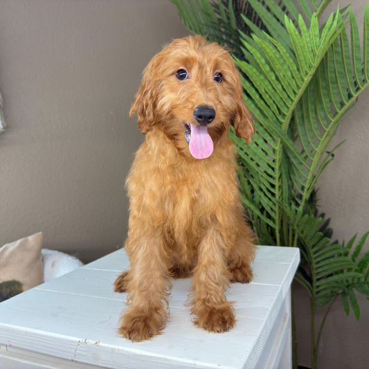 Best-Goldendoodle-Breeder