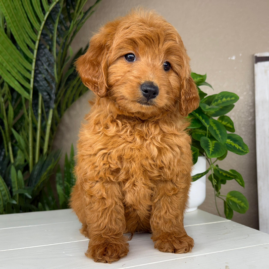 Best-Goldendoodle-Breeder