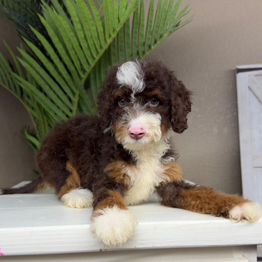Chocolate-Tricolor-Bernedoodle