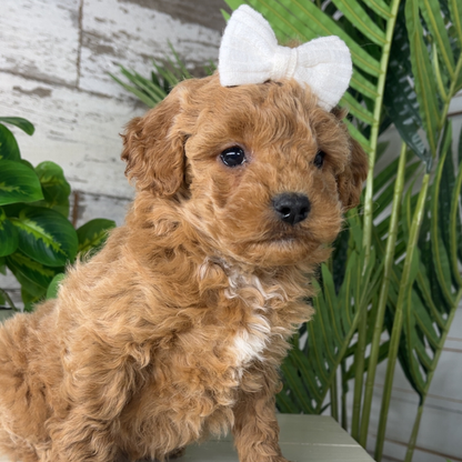 Micro-Goldendoodle-Breeder 