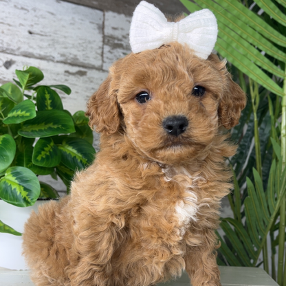 Micro-Goldendoodle-Breeder 