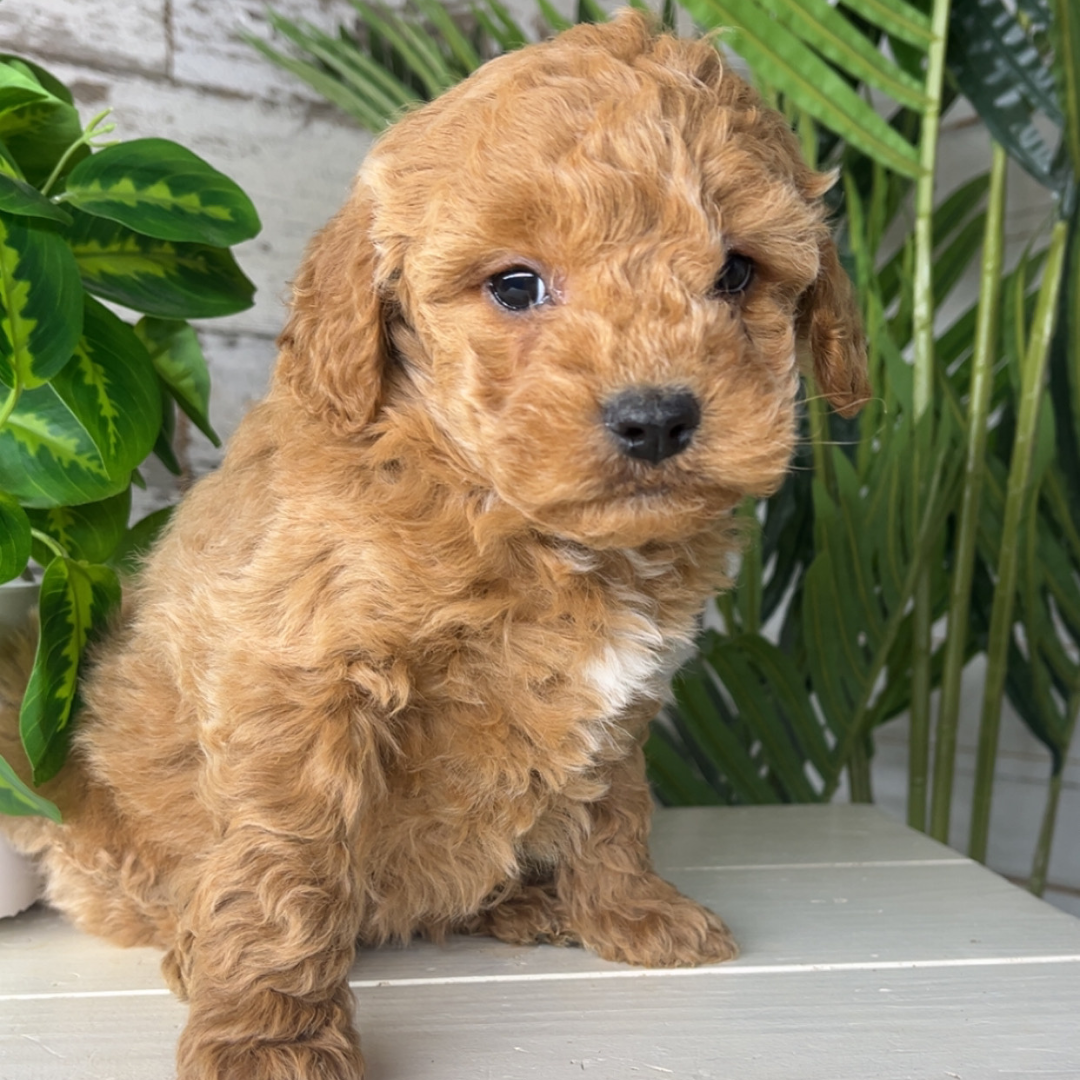 Micro-Goldendoodle-Breeder 