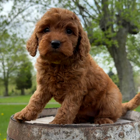 Best-Goldendoodle-Breeder-Near-Me