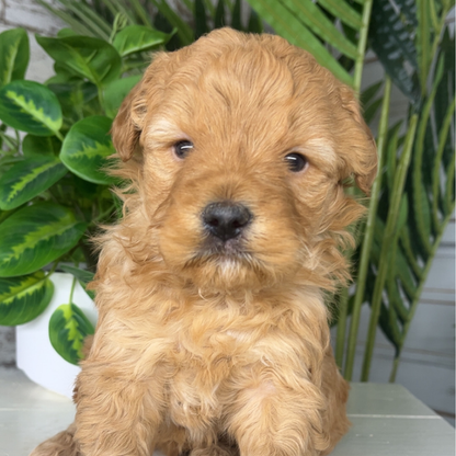 Goldendoodle-Puppy