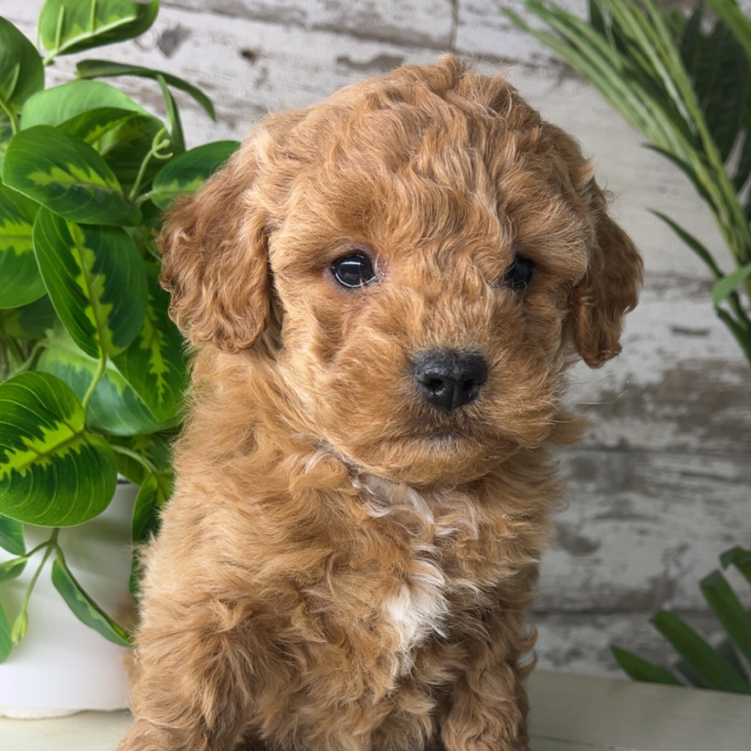 Goldendoodle-Puppy