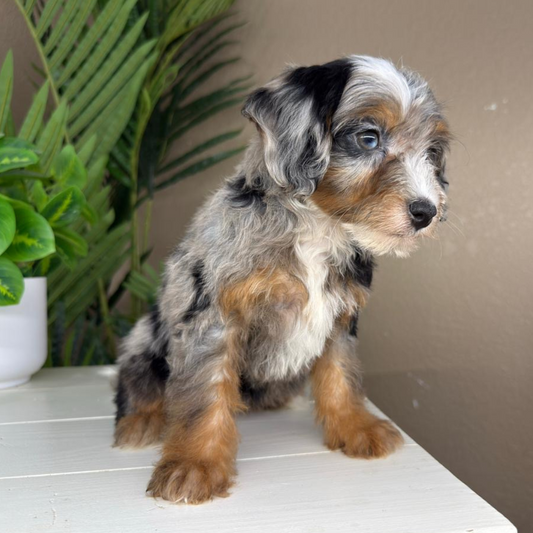 Merle-Micro-Bernedoodle