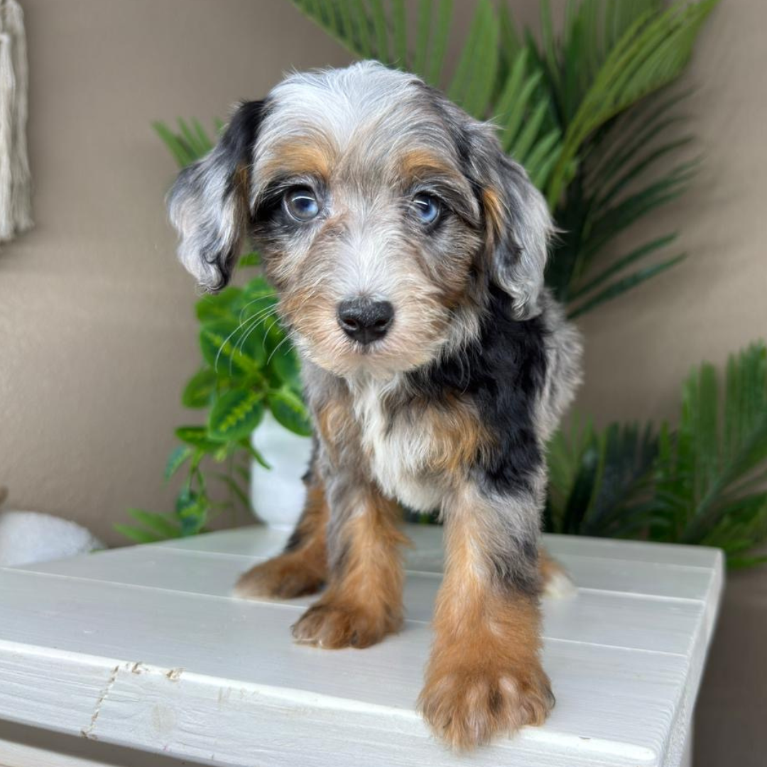 Merle-Micro-Bernedoodle