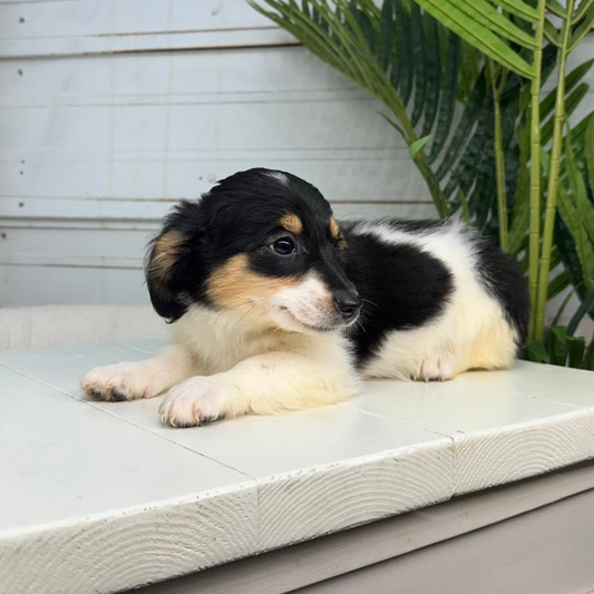 Bernedoodle-Puppies
