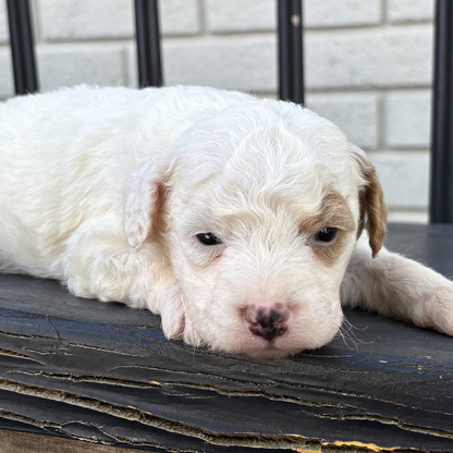 Best-Goldendoodle-Breeder