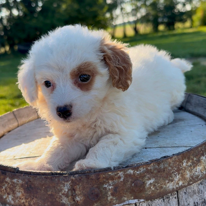 Goldendoodle-Puppy