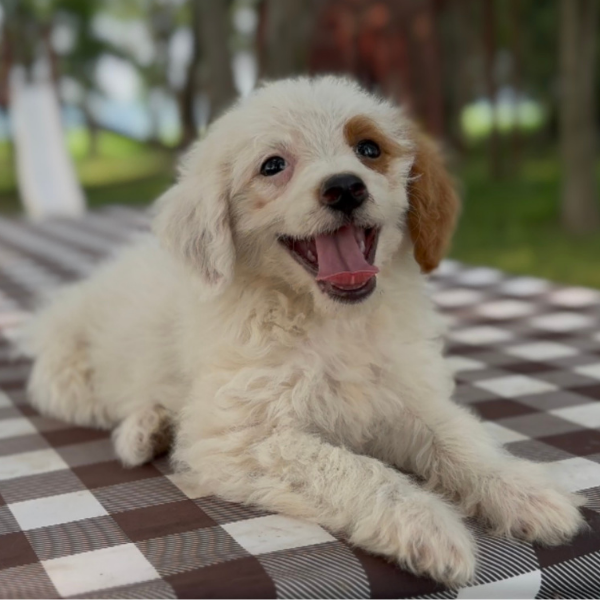 Goldendoodle-Pup