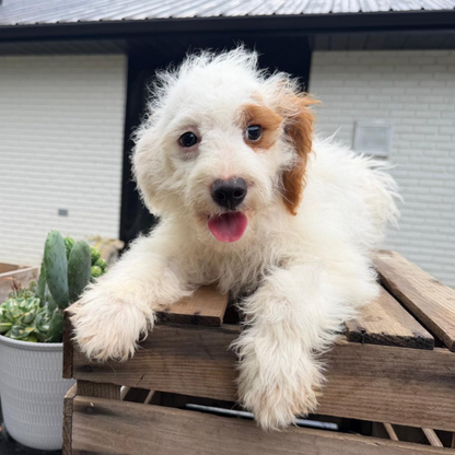 Goldendoodle-Puppy-For-Sale