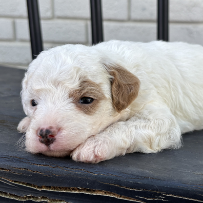 Best-Goldendoodle-Breeder