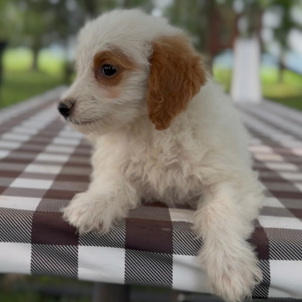 Goldendoodle-Pup