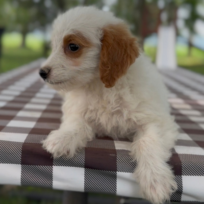 Goldendoodle-Pup