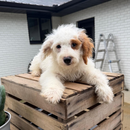 Goldendoodle-Puppy-For-Sale