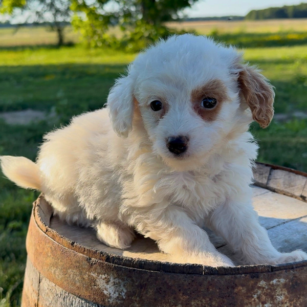 Goldendoodle-Puppy