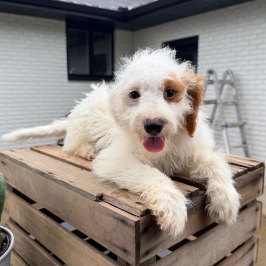Goldendoodle-Puppy-For-Sale