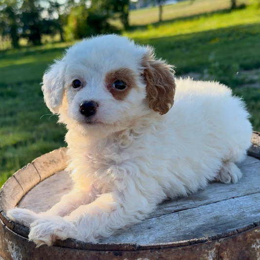 Goldendoodle-Puppy