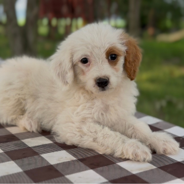 Goldendoodle-Pup