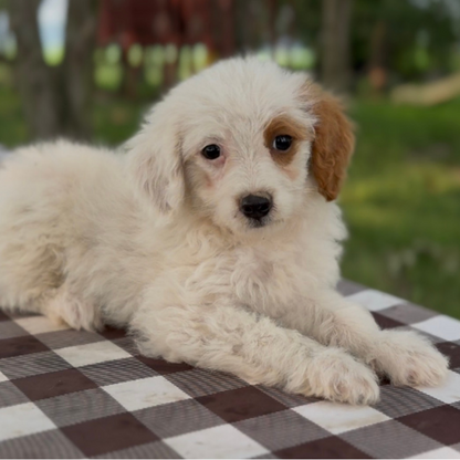 Goldendoodle-Pup