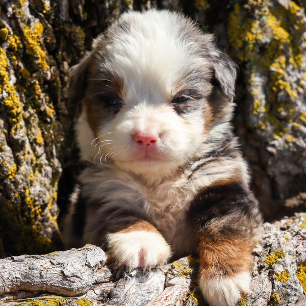 Merle-Bernedoodle