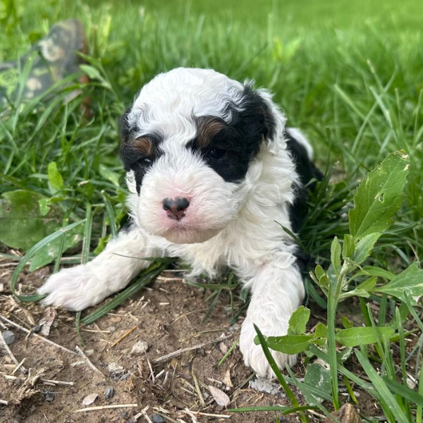 Micro-Bernedoodle
