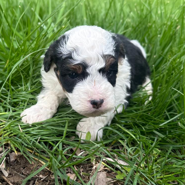 Micro-Bernedoodle