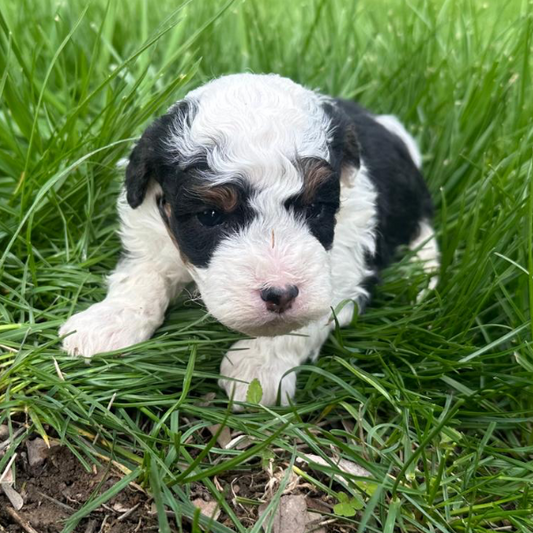 Micro-Bernedoodle
