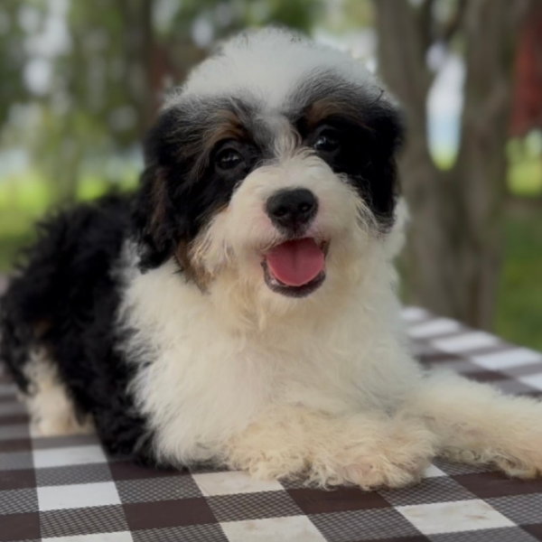 Micro-Bernedoodle
