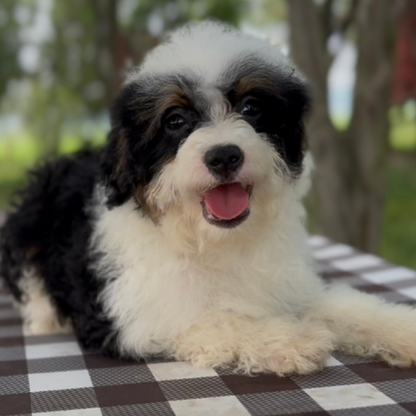 Micro-Bernedoodle