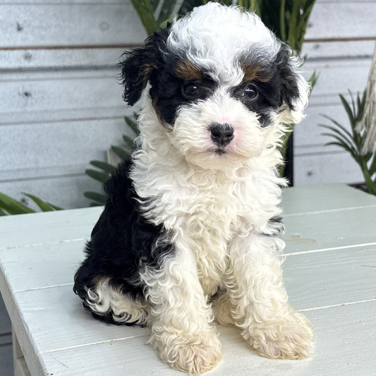 Micro-Bernedoodle